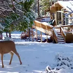Arrow Lodge